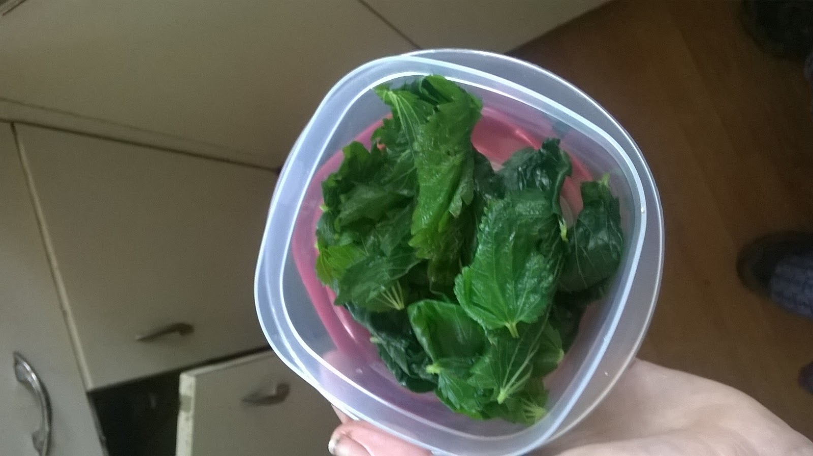 The Traveling Mandolin Foraging Stinging Nettle and Garlic Mustard