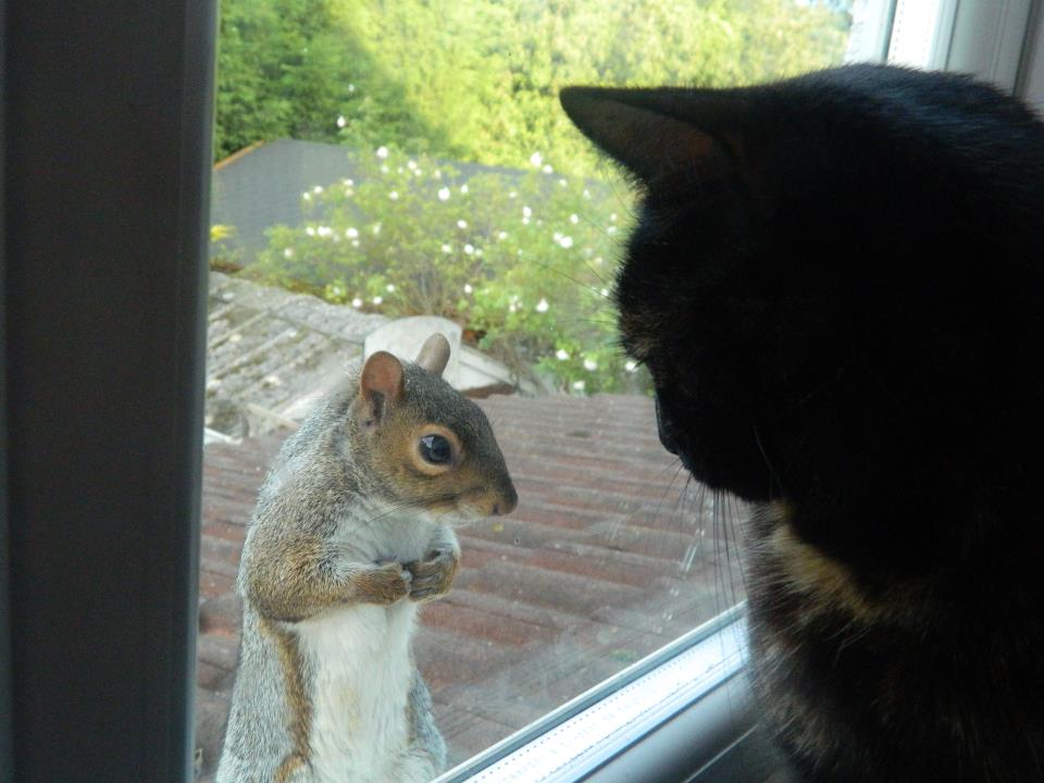 Cat and squirrel (pic) Amazing Creatures