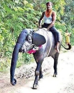 इन लोगों के कारनामे देख हर कोई इन्हें बेवकूफों का सरदार कहने लग गया (Funny Images Of Stupid People In Hindi) इन लोगों के कारनामे देख हर कोई इन्हें बेवकूफों का सरदार कहने लग गया (Funny Images Of Stupid People In Hindi), funny Images In Hindi, Most Funny Images, Stupid People, Latest Funny Images, Funny Photos, Funny Tasveeren, Funny Photos In Hindi, Funny Images In HIndi, Most Funny Images