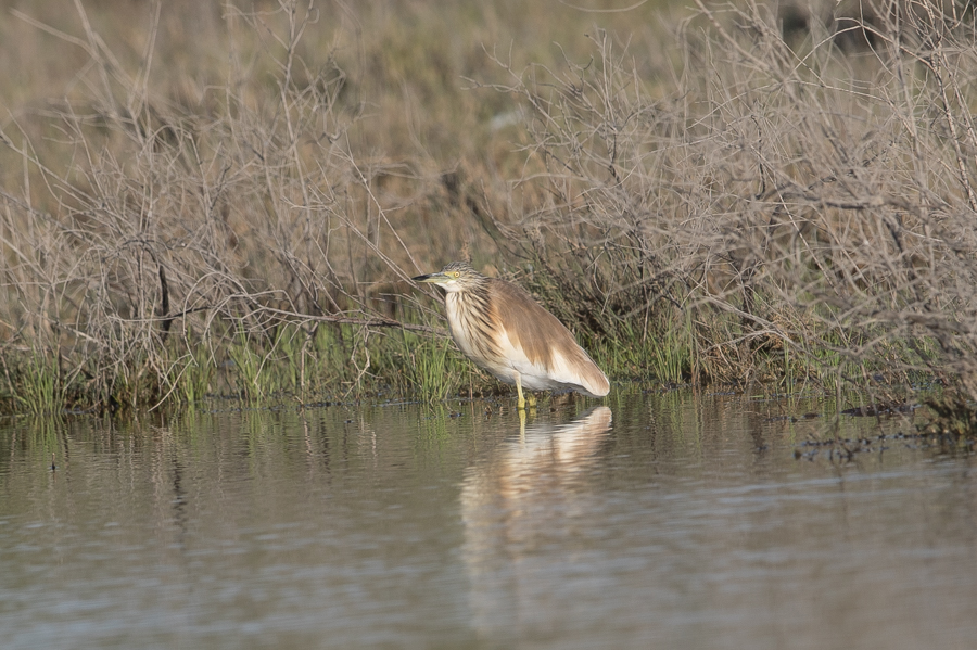 Last wintering species still around – Khafra Marsh Squaco Heron