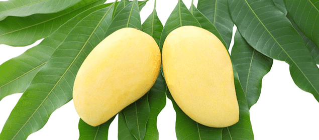 hojas de mango para reducir la diabetes