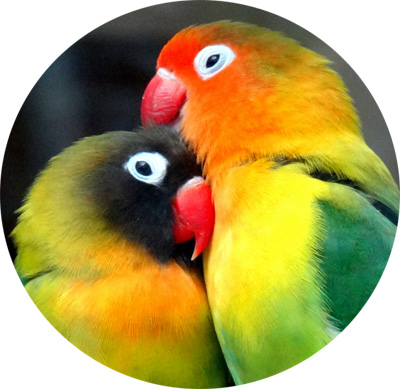 Mengenal Lebih Dekat Burung Loverbird Yang Berubah Menjadi Burung