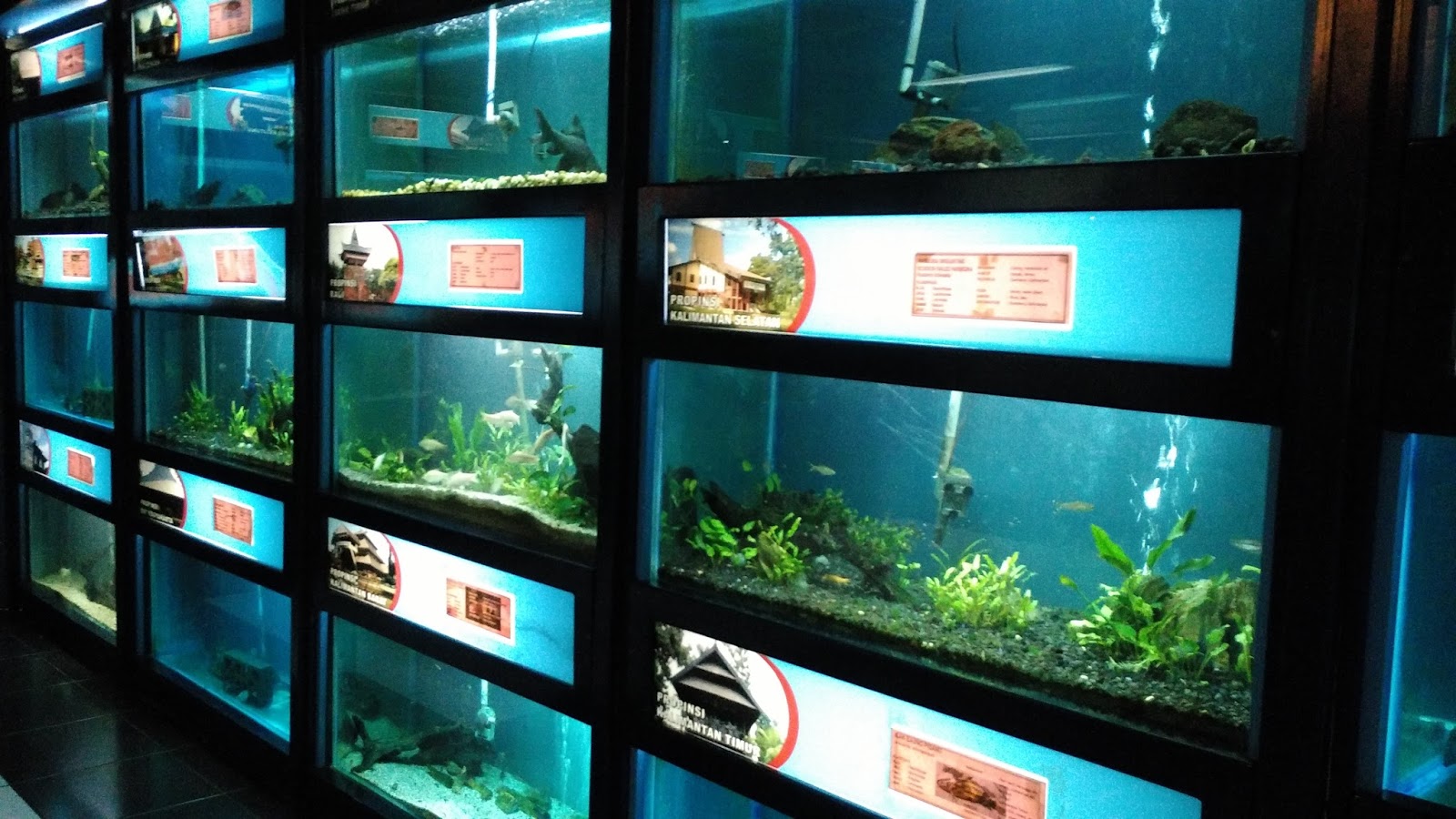 Mengunjungi Museum Air Tawar Taman Mini Indonesia Indah ...