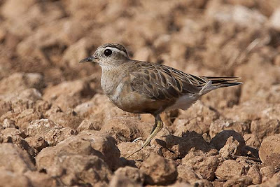 Charadrius morinellus