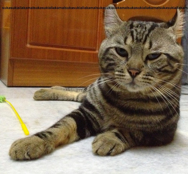 Sukasuki Kucing Comel Jom Tengok Gambar Kesayangan Tido