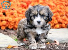 cute puppy pictures