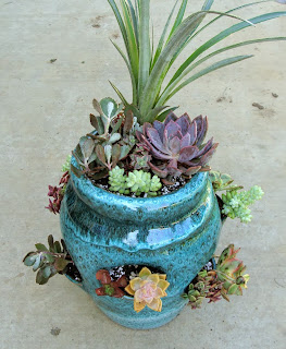 succulent strawberry pot