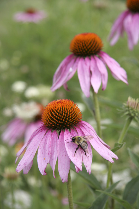 When to transplant purple coneflower jordnexus