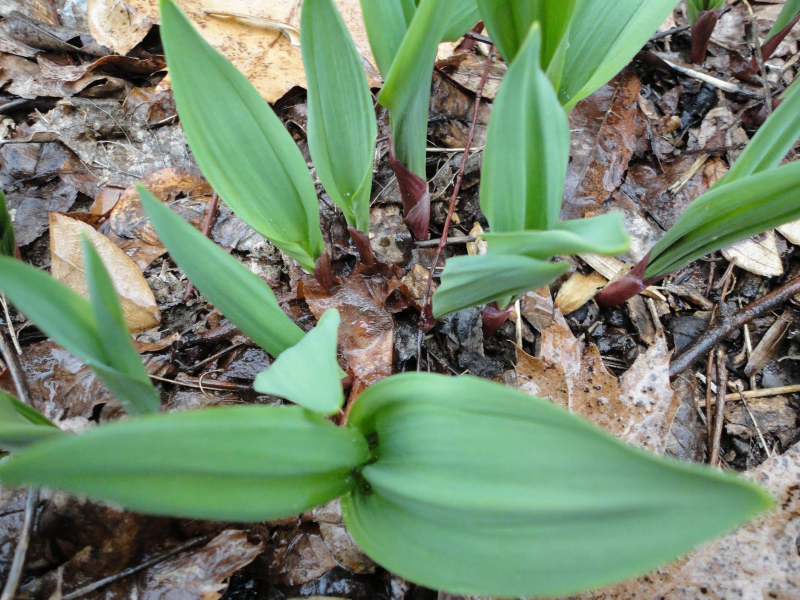 Inverbrook Farm Signs of SpringWild RampsStart of Forage Season