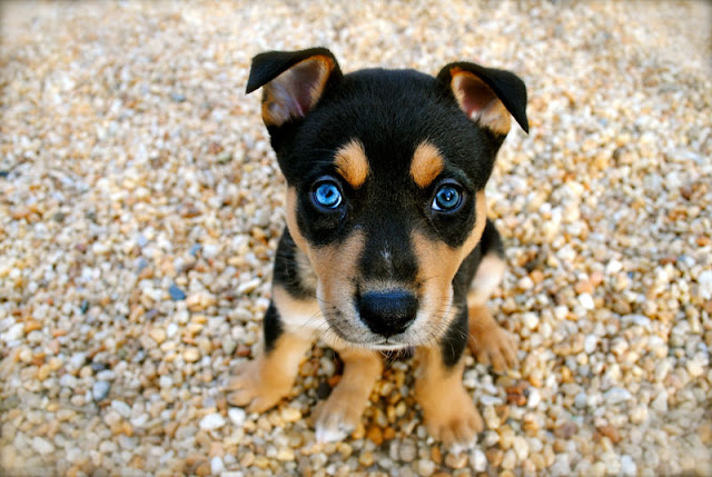 A sad cute puppy looks up at the camera with big eyes