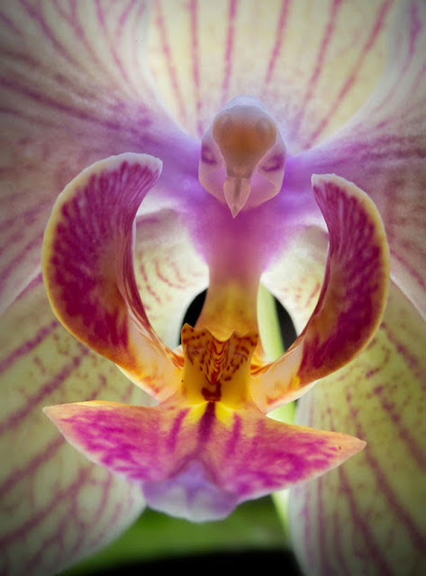This is a type of "Moth" Orchid, a Phalaenopsis orchids. Personally, I've never seen a Moth as beautiful as that. It looks more like a bird, just what kind? #flower #orchid