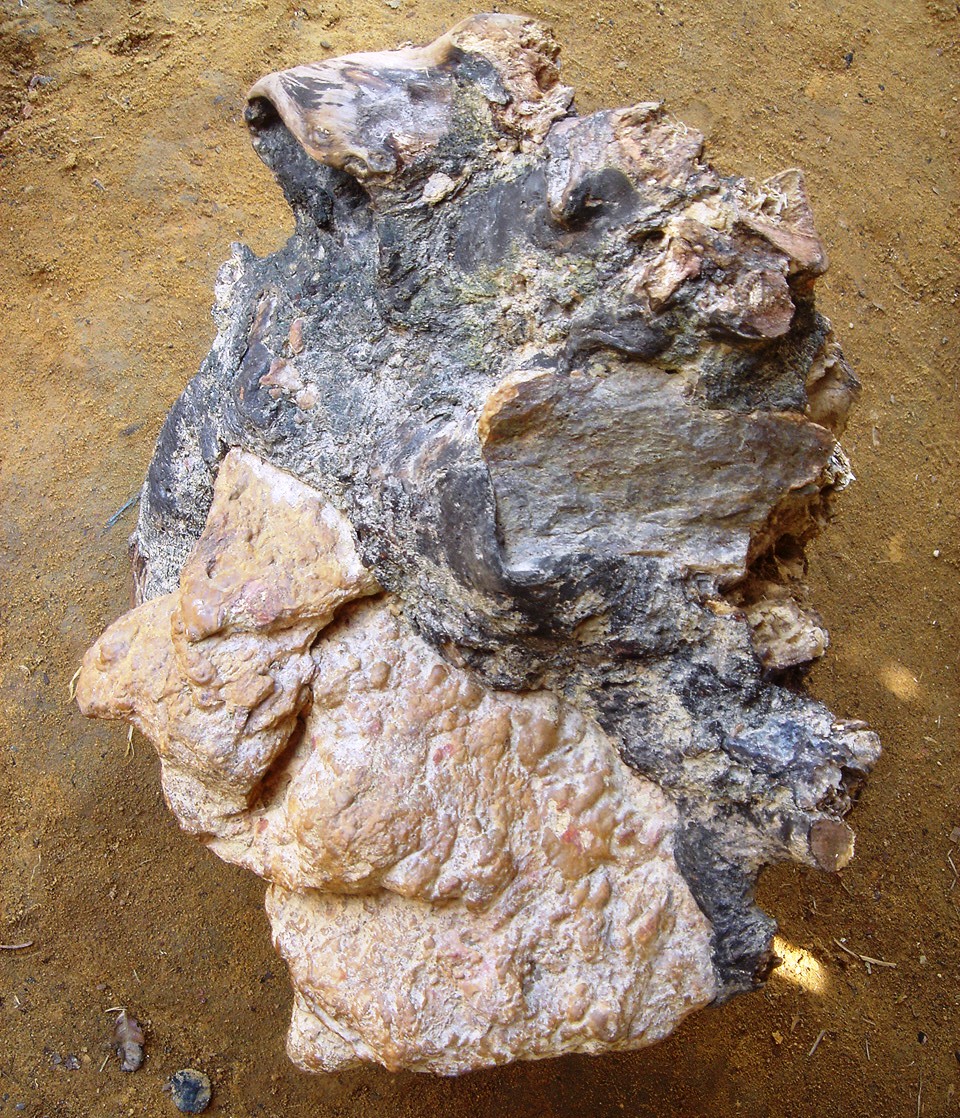 Pokok Kayu Kemuning Hitam / Besi,Kayu,Batu dan al-kisah...: Meneroka