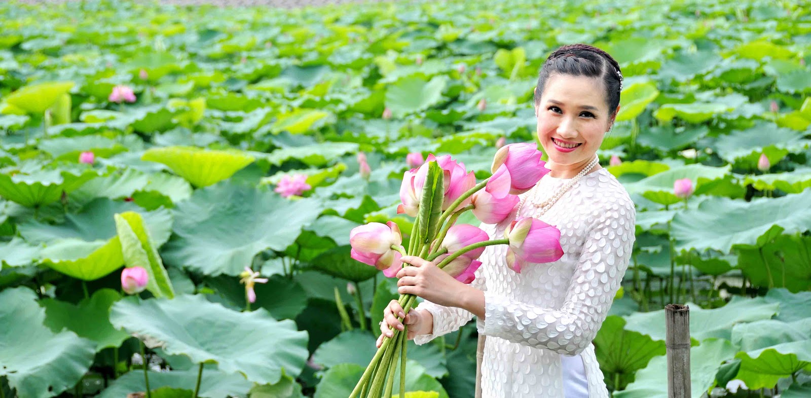 lotus flowers - west lake - pink lotus, lotus in west lake – a hanoi