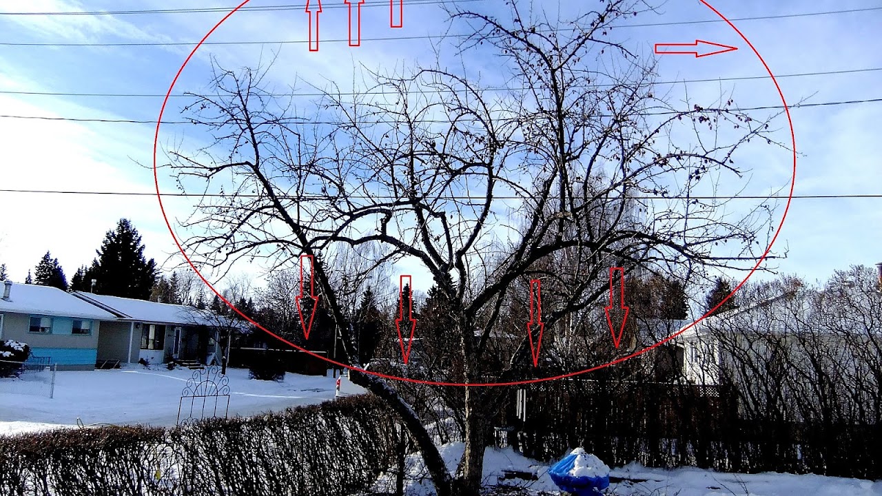 Crab Apple Tree Pruning Tree Choices