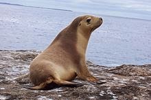 تعرف على حيوان أسد البحر من عالم الحيوان Sea Lion