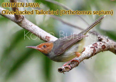 Macam - Macam Burung Cinenen Yang Ada Di Indonesia. burung kecil pemakan serangga yang sering disebut dengan prenjak mempunyai kekerabatan den Macam - Macam Burung Cinenen Yang Ada Di Indonesia.