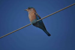 bird driving called going walking