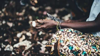 Cutting cassava