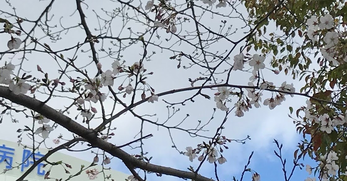 大垣市民病院 呼吸器内科 treeinbud appearance