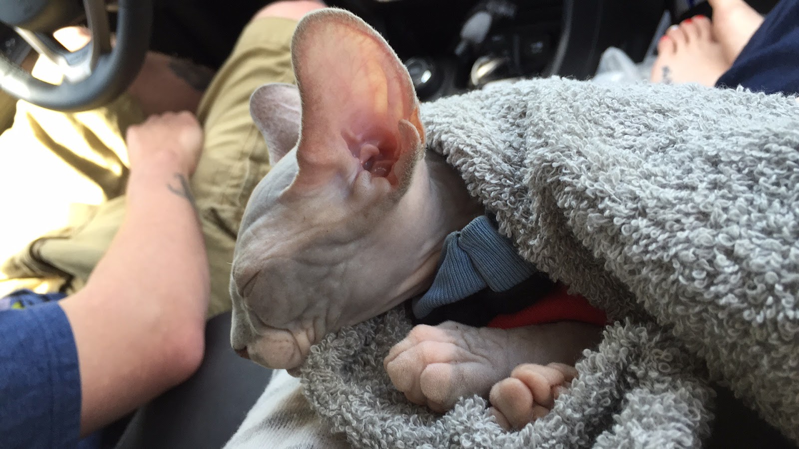 The Williams The Williams