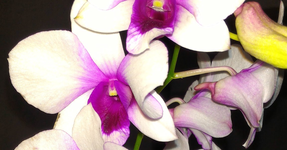 Precious Plants Trinidad The Orchid