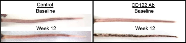 comparación de tratamientos en ratones con vitiligo, antes y después