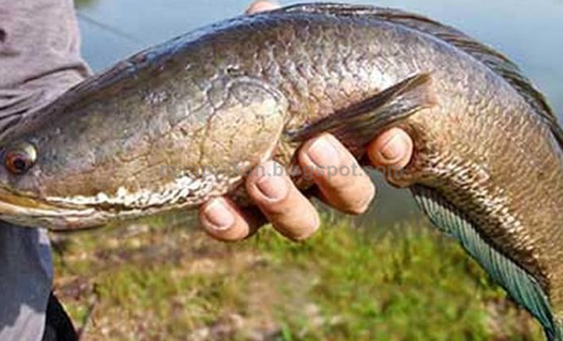 Arti Dan Makna Mimpi Ikan Gabus Menurut Primbon Jawa Dan Tafsir Islam Lengkap Makna Mimpi Ikan