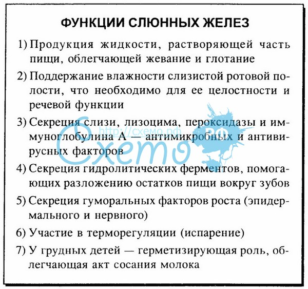 Слюнная железа выполняемые функции. Функции слюнных желёз. Слюнная железа выполняемые функции. Околоушная слюнная железа секрет. Строение и функции слюнных желез кратко.