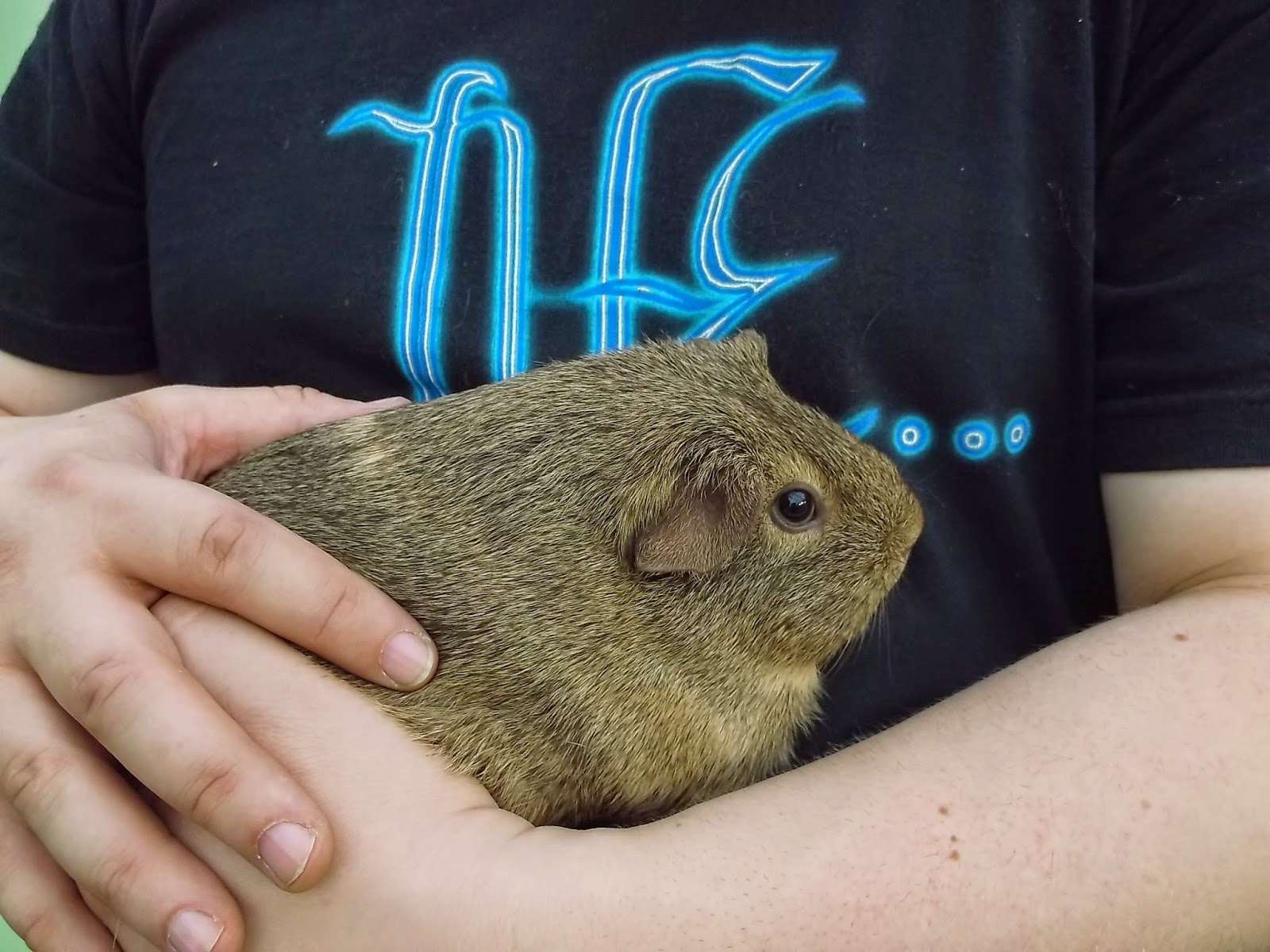 Undercover Guinea Pigs: Calendar 2014 Undercover Guinea Pigs: Calendar 2014