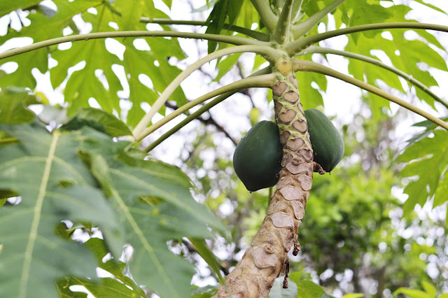 raw papaya for skin lightening, brightening and tan removal