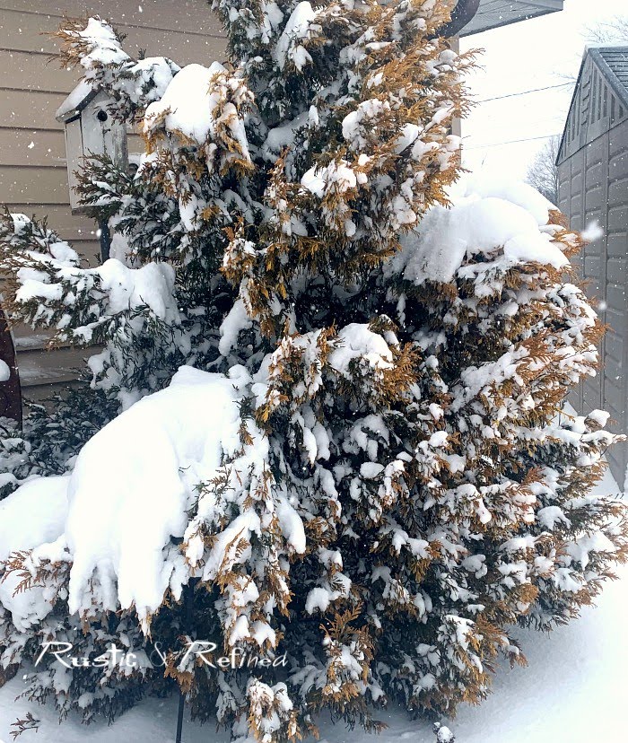 Adding winter interest in the garden using evergreens and conifers for color and structure.