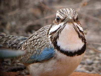 long tailed Ground Roller 4