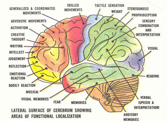 Brain Jack Image: Brain Function Chart