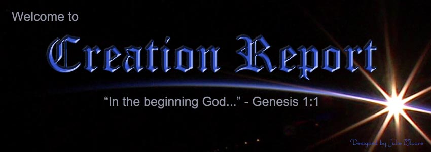 Creation Report