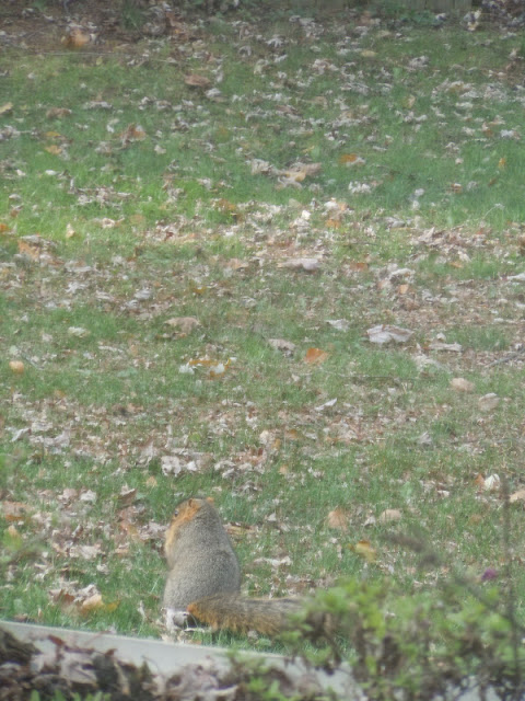 Ruby Blue Quilting Studio: Godzilla Squirrels