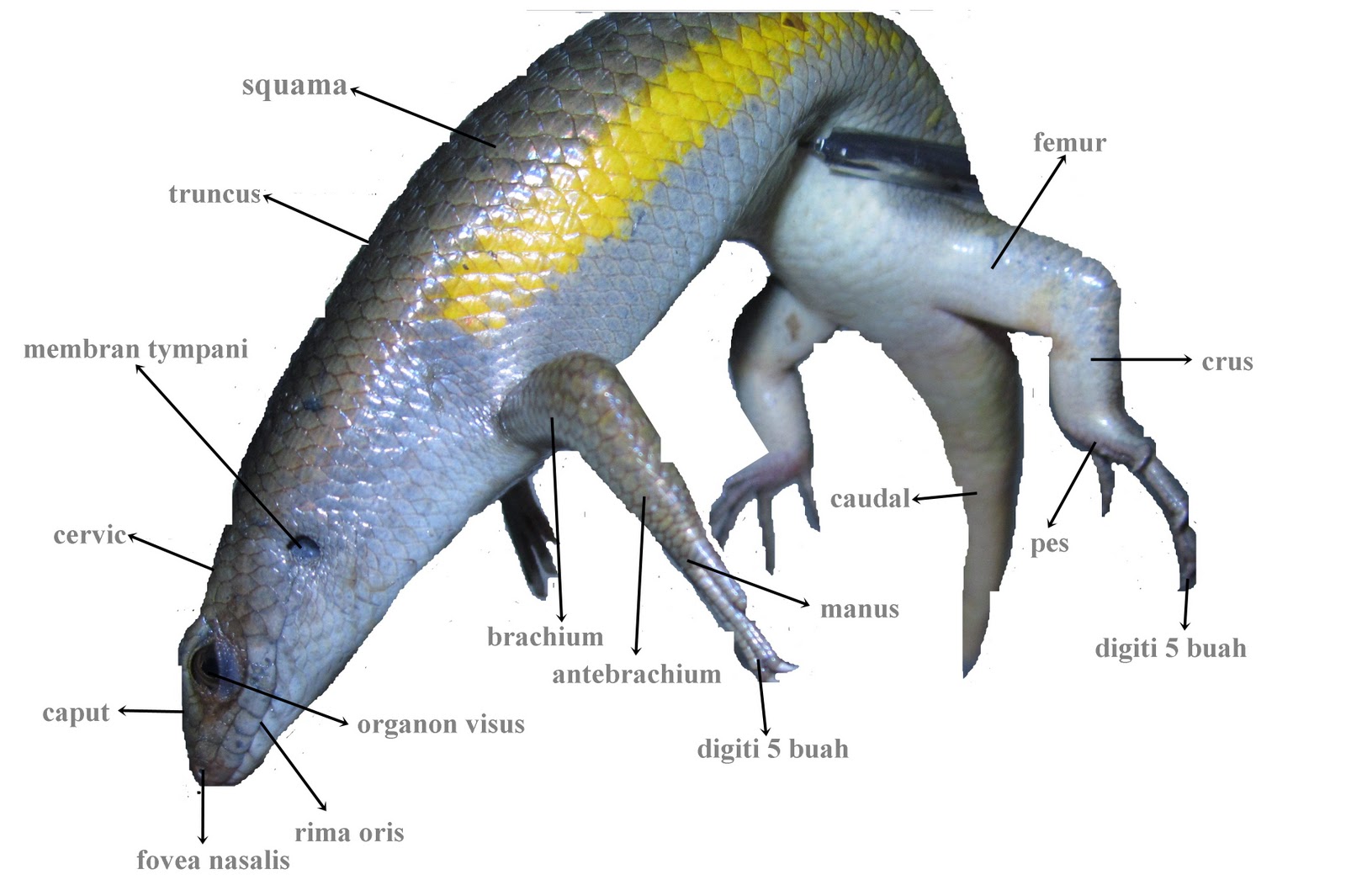 Nama Organ Gerak Kadal Cara Golden