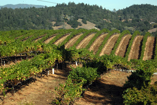 view of-winecountry