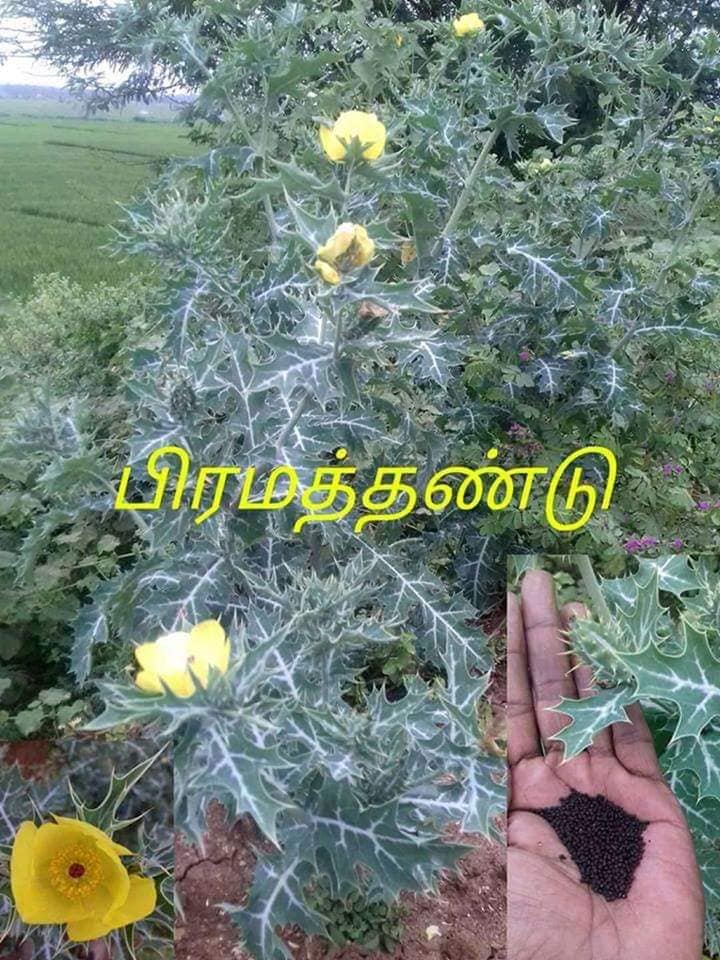My Health My Wealth Siddha Medicinal Plants Thuthuvalai, Naruveli