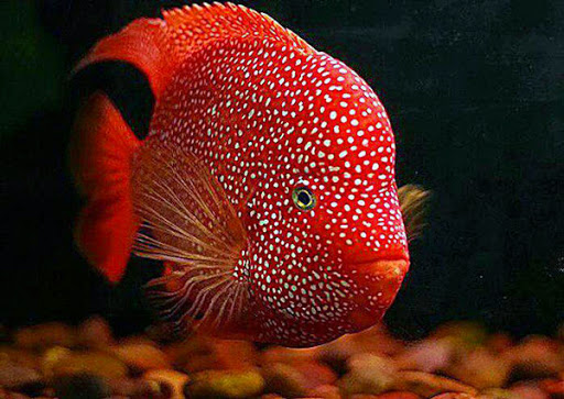 Ikan Red Texas sama menyerupai ikan louhan yakni ikan hibrid Red Texas Louhan / Flowerhorn