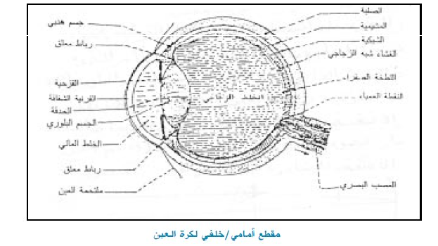 العين : تركيبة العين أو اجزاء العين | بحوث مدرسية وتثقيفية