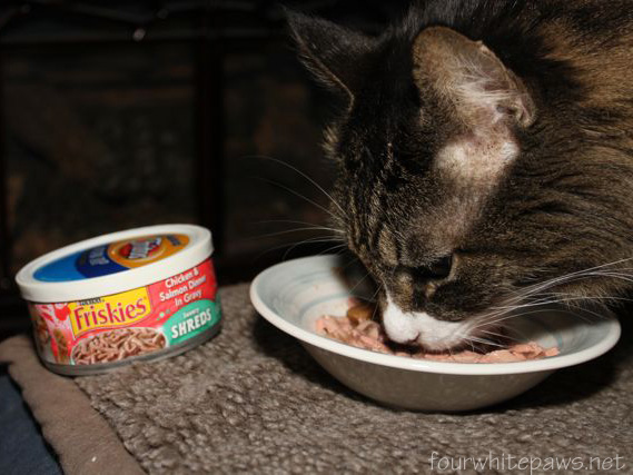 Is Friskies Dry Cat Food Bad For Cats Is Friskies Dry Cat Food Bad For Cats