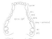 Dog Teeth Diagram Dog Teeth Diagram