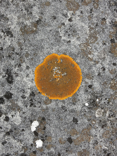 A circle of brightly coloured orange lichen on a grey stone wall - Caloplaca aurantia