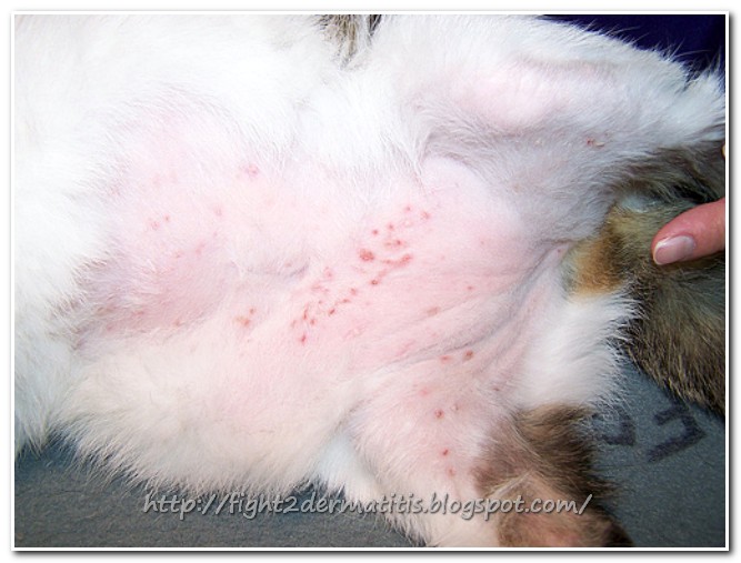 Dermatitis Treatment for Cats Let us Fight To DERMATITIS