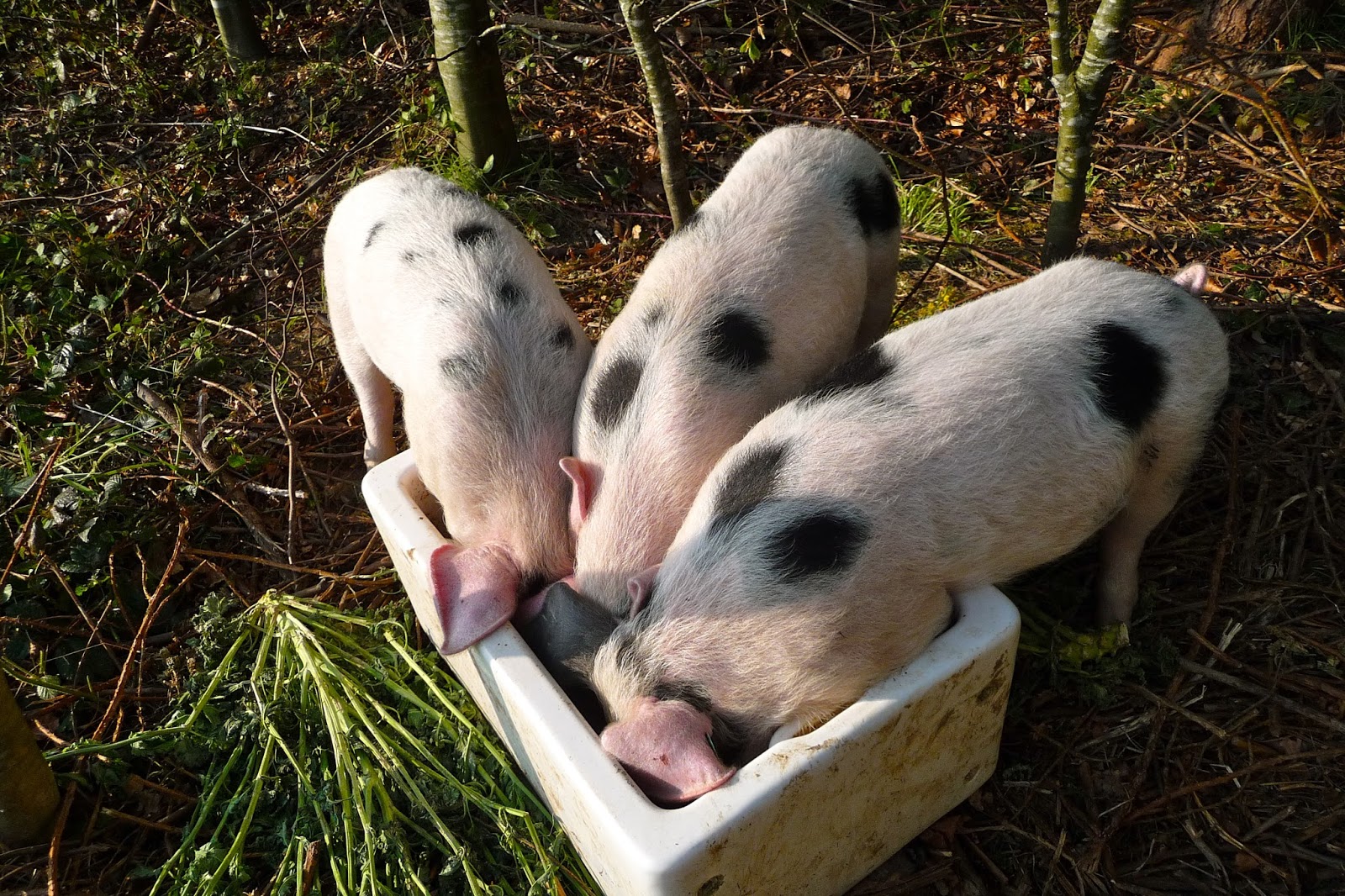 Shadow and Spring, Pigs.