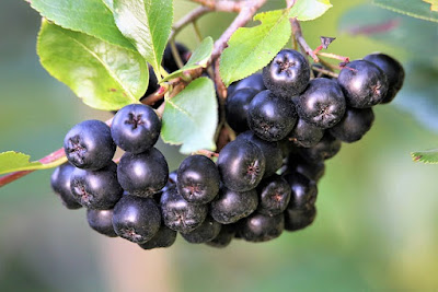 gambar buah aronia berries atau chokeberry