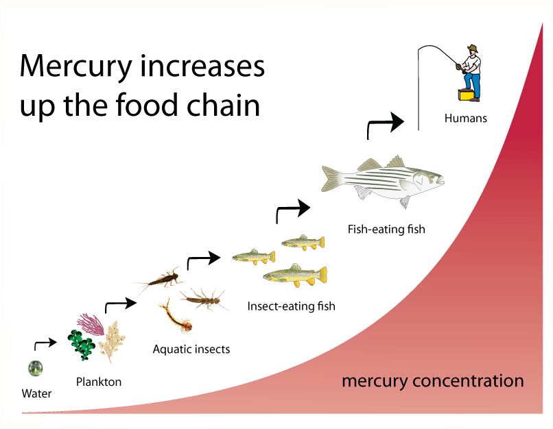 FIO Marine Field Studies 2015 Mercury Biomagnification fio-marine-field-studies-2015-mercury-biomagnification