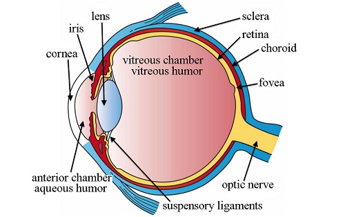 Human Eye Diagram In Hindi ~ DIAGRAM