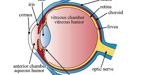 मानव नेत्र के महत्वपूर्ण भाग | Important parts of the human eye