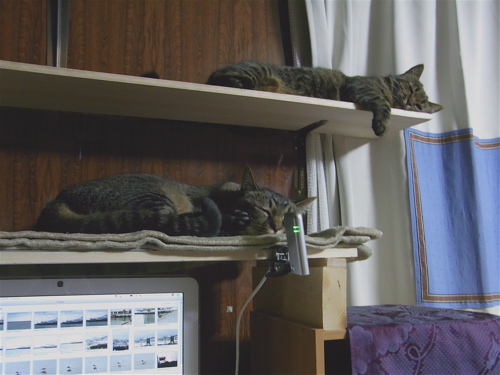 猫と暮らして（To live with a cat）ホームページ制作ユニット cafe-monju代表の猫と一緒の小樽暮らし: 2012-04-08